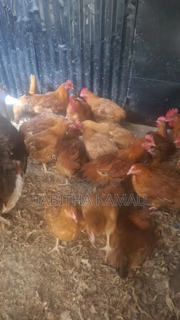Kuku wa Kenbro kwa Nyama - 1