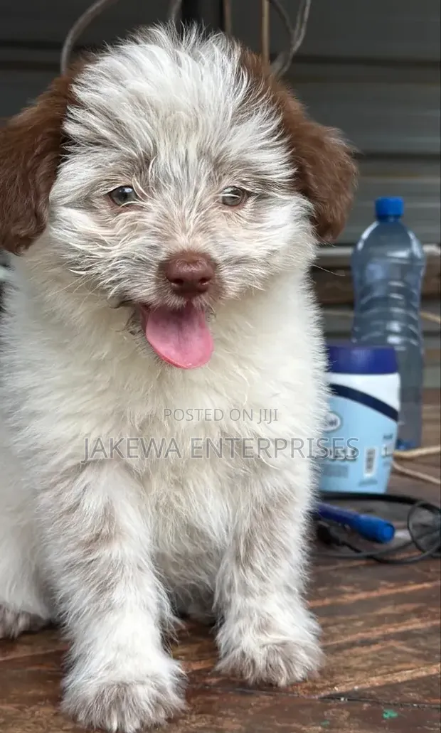 Purebred Havanese Puppy - 1-3 Months Old - 1