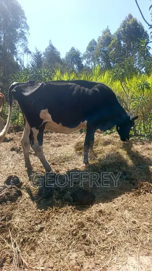 Massive Production Dairy Cow