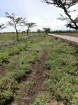Ekari 4 za Ardhi Zinauzwa Makutano, Laikipia Mashariki - 2