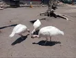 Vifaranga vya Uturuki - Wenye Miezi 4 - 1