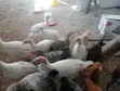 Vifaranga vya Uturuki - Wenye Miezi 4 - 3