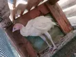 Vifaranga vya Uturuki - Wenye Miezi 4 - 4