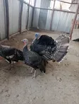 Vifaranga vya Uturuki - Wenye Miezi 4 - 5