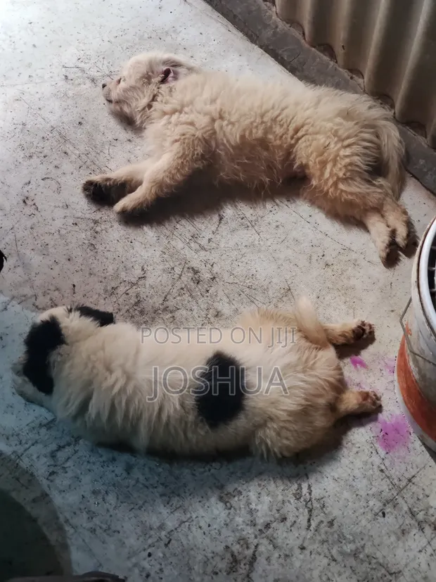 Purebred Havanese Puppy - 3-6 Months Male - 1