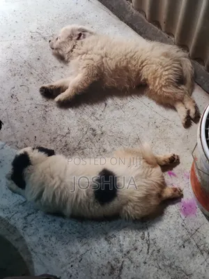 Purebred Havanese Puppy - 3-6 Months Male