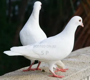 Njiwa Wazuri Nyeupe wa Kawaida