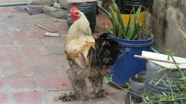 Brahma Kuku kwa Uuzaji - 1