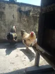 Brahma Kuku kwa Uuzaji - 2