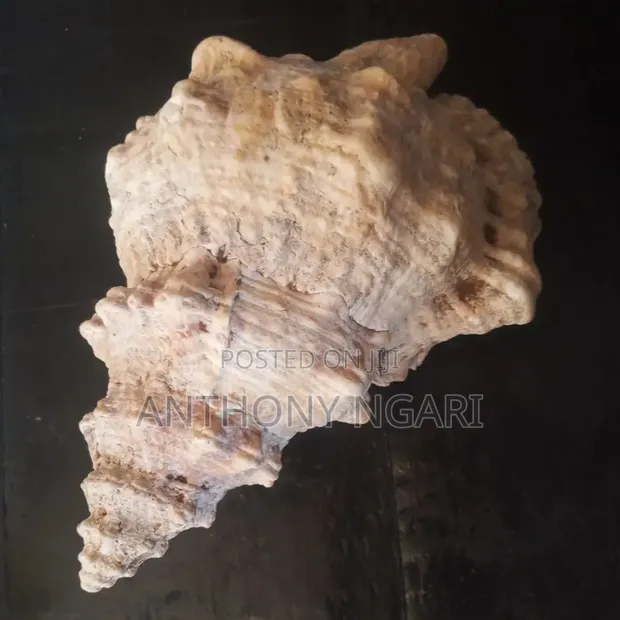 19th Century Sea Shell Sculpture - 1