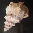 19th Century Sea Shell Sculpture - 1