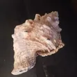 19th Century Sea Shell Sculpture - 2