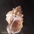 19th Century Sea Shell Sculpture - 3