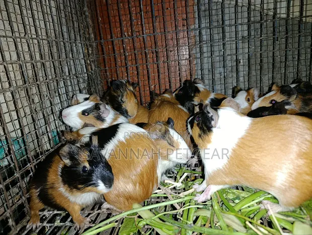 Tri-Color Guinea Pig (Cavia Porcellus) - Male and Female Pairs - 1