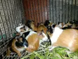 Nguruwe wa Guinea wa Rangi Tatu (Cavia Porcellus) - Jozi za Kiume na Kike - 1