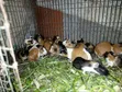 Nguruwe wa Guinea wa Rangi Tatu (Cavia Porcellus) - Jozi za Kiume na Kike - 2