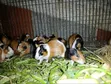 Nguruwe wa Guinea wa Rangi Tatu (Cavia Porcellus) - Jozi za Kiume na Kike - 3