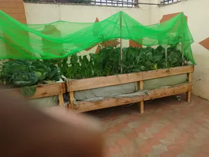 Huduma ya Bustani ya Jikoni ya Acacia Shades