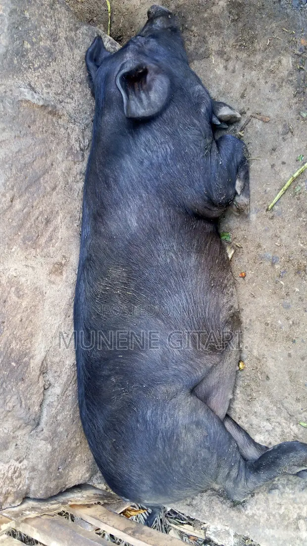 Pigs Ready for Slaughter - Large White Boars & Duroc Sows - 1