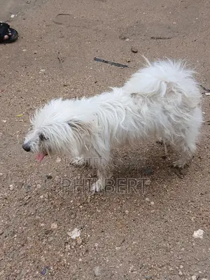 Female Maltese Shih Tzu Puppy, 6-12 Months