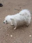 Female Maltese Shih Tzu Puppy, 6-12 Months - 1