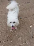 Female Maltese Shih Tzu Puppy, 6-12 Months - 2