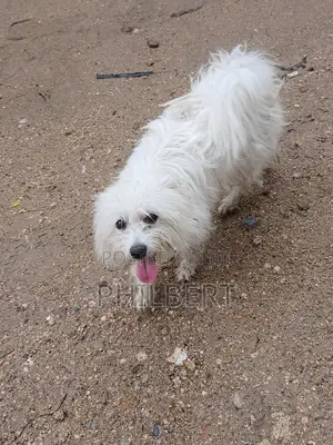 Mbwa wa Kike wa Maltese Shih Tzu, Miezi 6-12