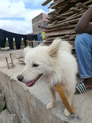 Mbwa Mwanamume Mwanagenzi wa Chihuahua