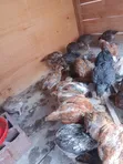 Improved Kienyeji Chicks - 1 Month Old (Vaccinated) - 1