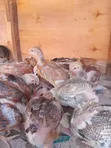Improved Kienyeji Chicks - 1 Month Old (Vaccinated) - 2