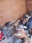 Improved Kienyeji Chicks - 1 Month Old (Vaccinated) - 3