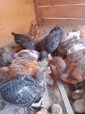 Improved Kienyeji Chicks - 1 Month Old (Vaccinated)