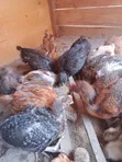Improved Kienyeji Chicks - 1 Month Old (Vaccinated) - 4