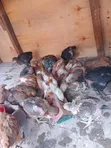 Improved Kienyeji Chicks - 1 Month Old (Vaccinated) - 5