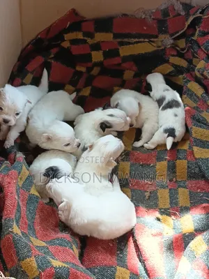 Kambeni wa Kike wa Kijerumani, Miezi 0-1