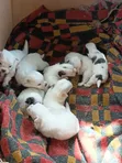 Female German Pinscher Puppy, 0-1 Month Old - 1