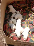 Female German Pinscher Puppy, 0-1 Month Old - 2