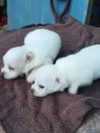 Female German Pinscher Puppy, 0-1 Month Old - 3