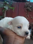 Female German Pinscher Puppy, 0-1 Month Old - 5