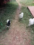 Kibete wa Kijapani wa Kike Safi (Miezi 6-12) - 2
