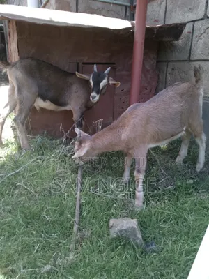 Dairy Goat with Kid
