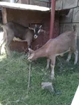 Dairy Goat with Kid - 1