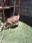 Dairy Goat with Kid - 2
