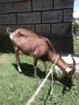 Dairy Goat with Kid - 3