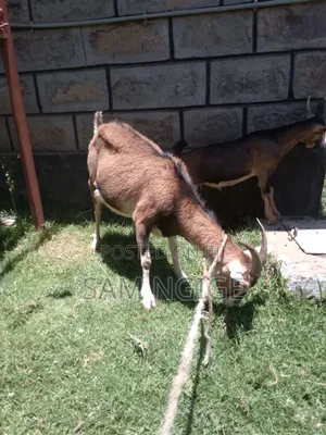 Dairy Goat with Kid