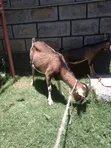 Dairy Goat with Kid - 4