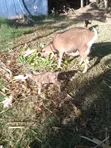 Dairy Goat with Kid - 5