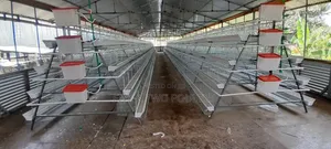 4 Tier Chicken Cages with Automatic Drinkers