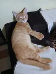 Paka Kiume Mwenye Miaka 3-6 Mwenye Asili ya Tabby - 1