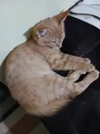Paka Kiume Mwenye Miaka 3-6 Mwenye Asili ya Tabby - 2